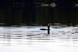 IMG_2862.JPG