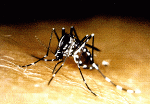 [dengue1-300x208[3].gif]