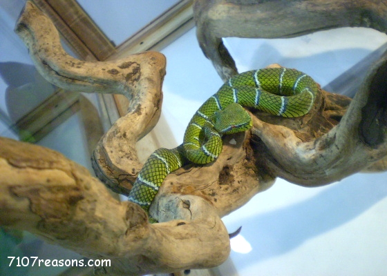 Reason#117 Philippine Pitviper… Hissss!