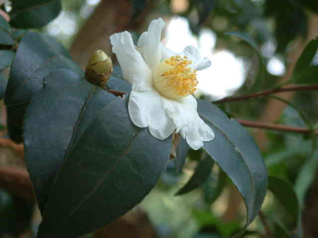 油茶-花4.JPG
