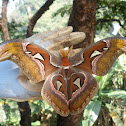 Atlas Moth