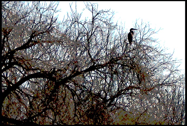 [Paliated CormorantA056.jpg]