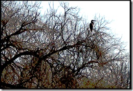 Paliated CormorantA056