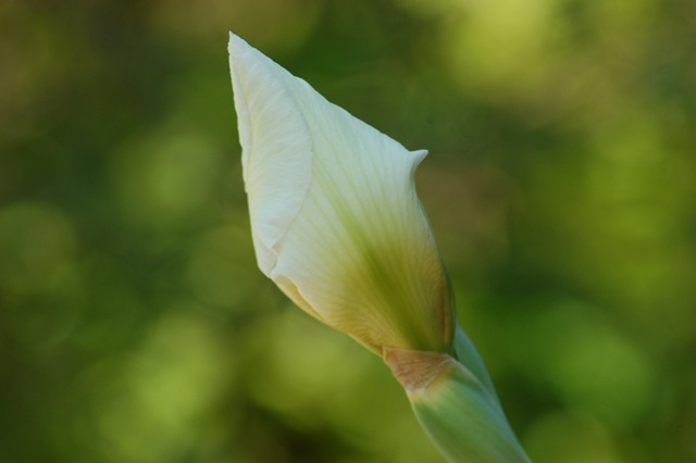 [white iris[5].jpg]