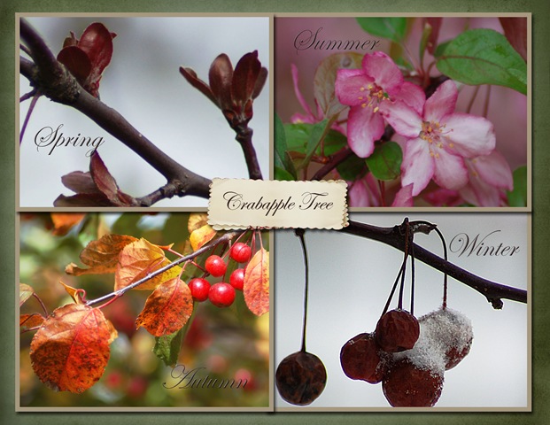 [collage of crab apple tree copy[4].jpg]