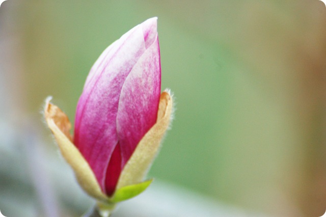 magnolia saucer