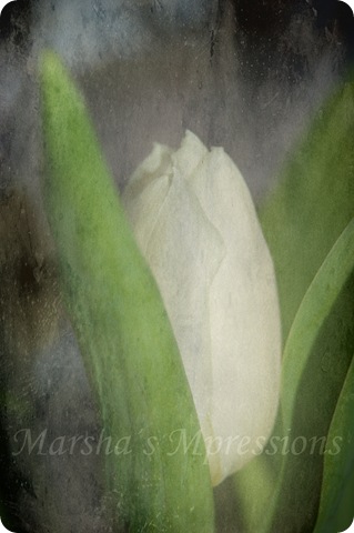 white tulip edited with agingeffect5 50 normal copy w watermark