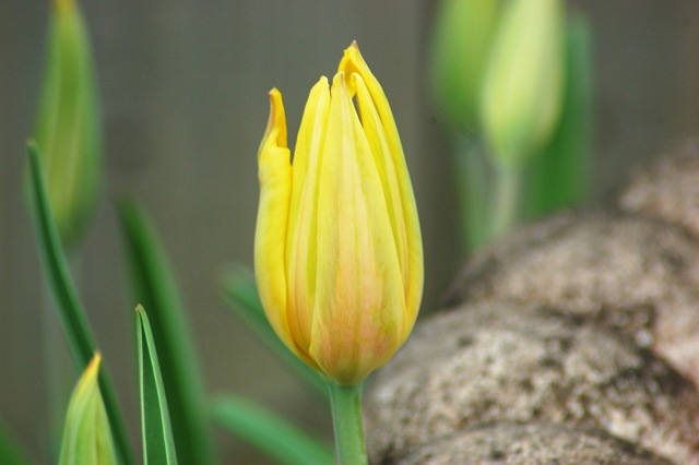 [group of tulips[4].jpg]