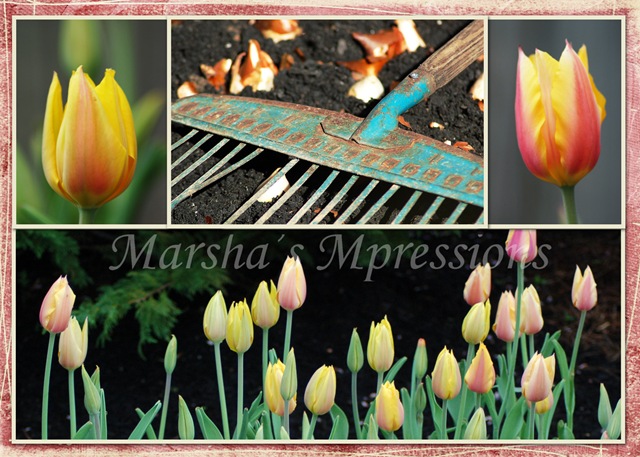 [planting tulips w wartermark[3].jpg]