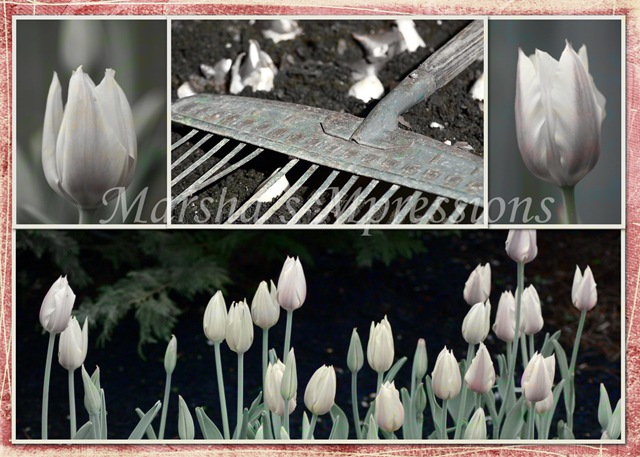[planting tulips with texture white w letters and satuation copy copy w watermark[3].jpg]