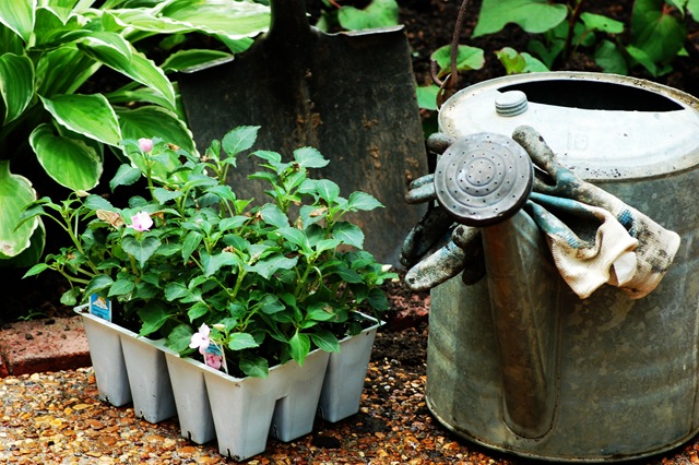 [watering can and plants[4].jpg]