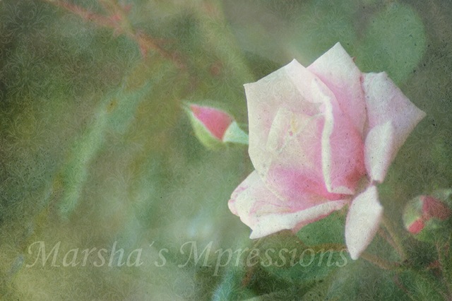 [pink rose with square 27 texture at 50 w watermark[4].jpg]