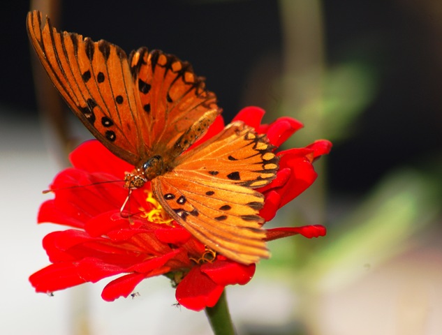 [monarch on red crysanthemum[4].jpg]