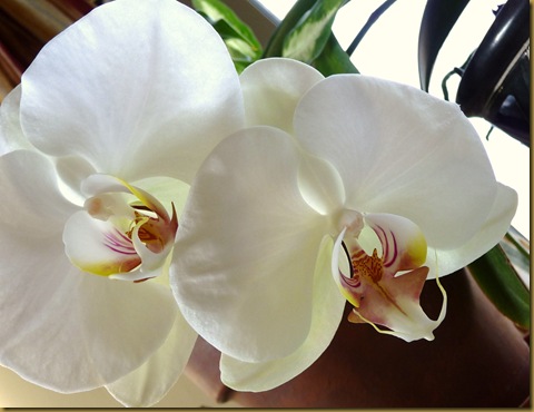 orchid 005