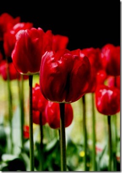 tulips_by_Nekibuya