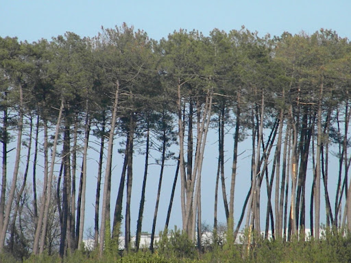 La Forêt Landaise