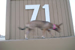 Walking her patrol.
