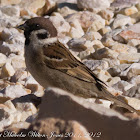 Tree Sparrow; Gorrión Molinero