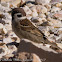 Tree Sparrow; Gorrión Molinero