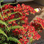 Kalanchoe