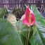Anthurium