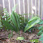 Fluted fan palm