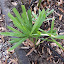 Fan Palm