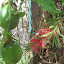 Weeping bottle brush