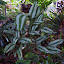 variegated leaf plant