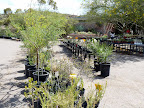 Cactus For Sale