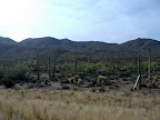 Desert