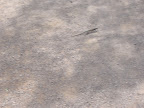 Lizard