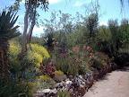 Cactus Farm