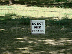 Do NOT Pick Pecans