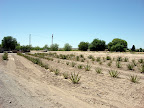 Crops