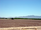 Cotton Field
