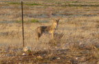 Coyote
