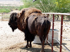 Cattlemans Ranch