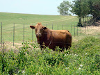 Cattle - Me Stare Down