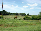 Cattle
