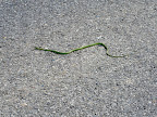 Live Snake