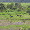 Horses