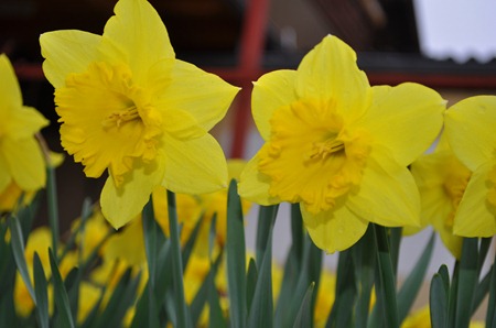 DSC_0176 DSC_0176