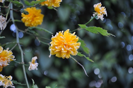 DSC_0668 DSC_0668