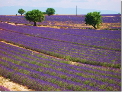 Aj in Provenza, campi di lavanda vicino Valensole