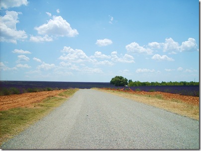 Campi di lavanda lungo la strada per Valensole