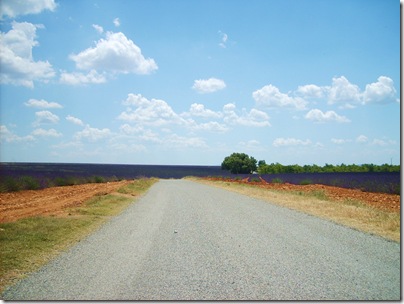 Campi di lavanda lungo  la strada per Valensole