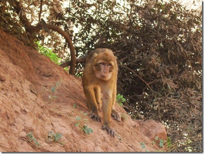 scimmie alle cascate di Ouzoud