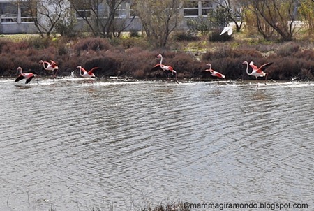 camargueDSC_0154 camargueDSC_0154