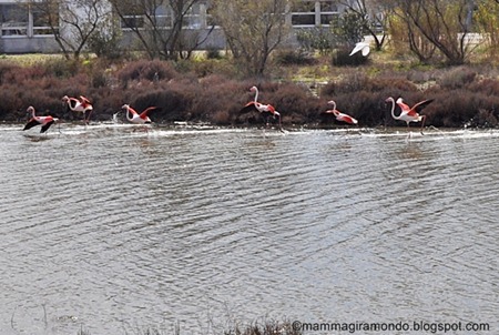 camargueDSC_0154